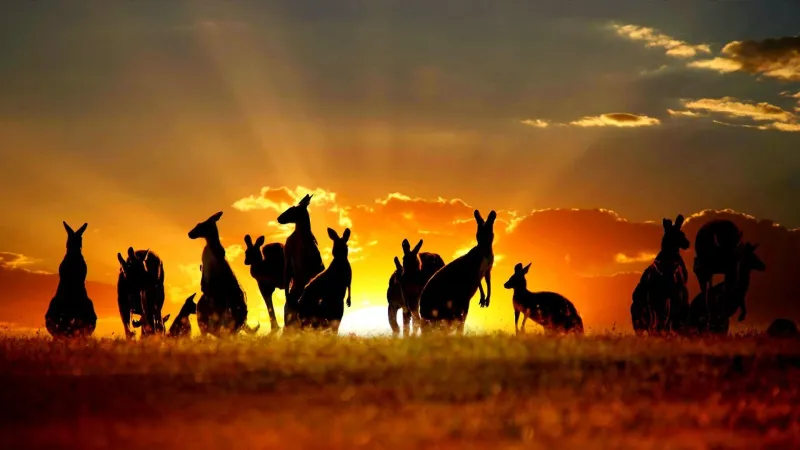 What the Taxman Takes: The Real Cost of Betting in Australia That Nobody Talks About